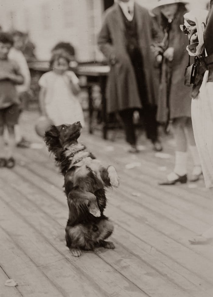 A heartwarming vintage scene of a performing dog on a street surrounded by people, captured in grayscale.